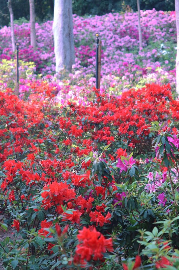 杜鹃花