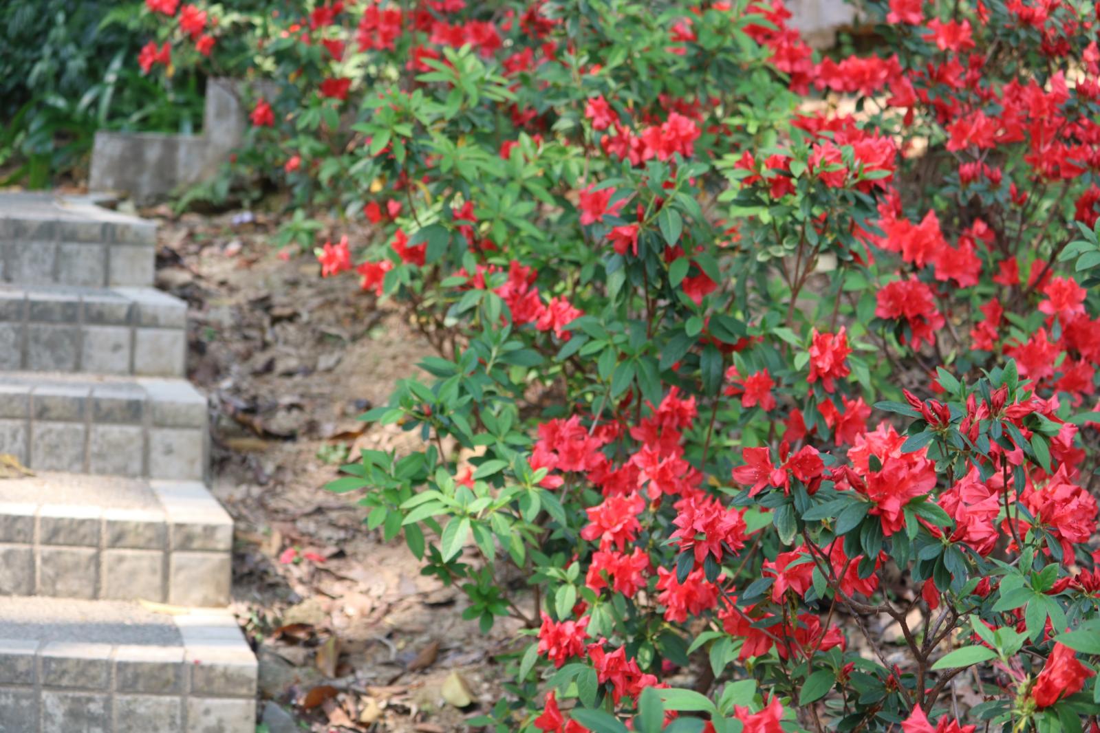 杜鹃花