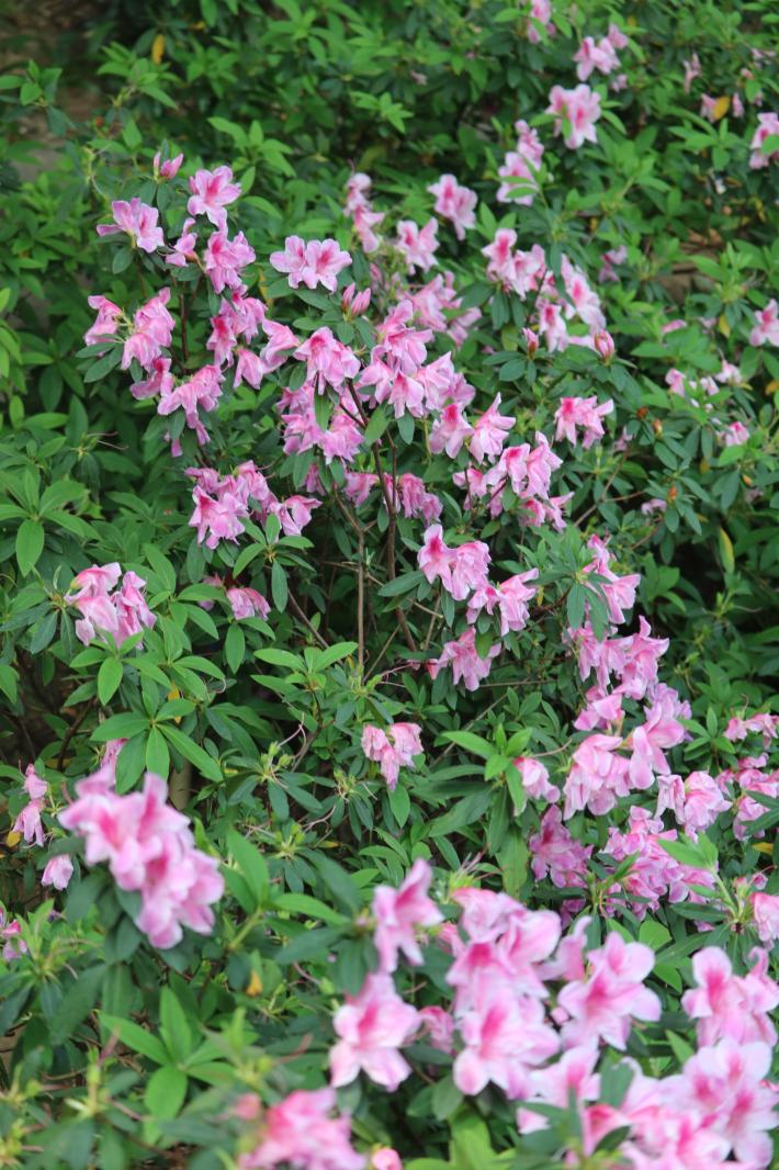 杜鹃花