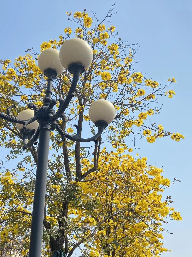 黄花风铃木