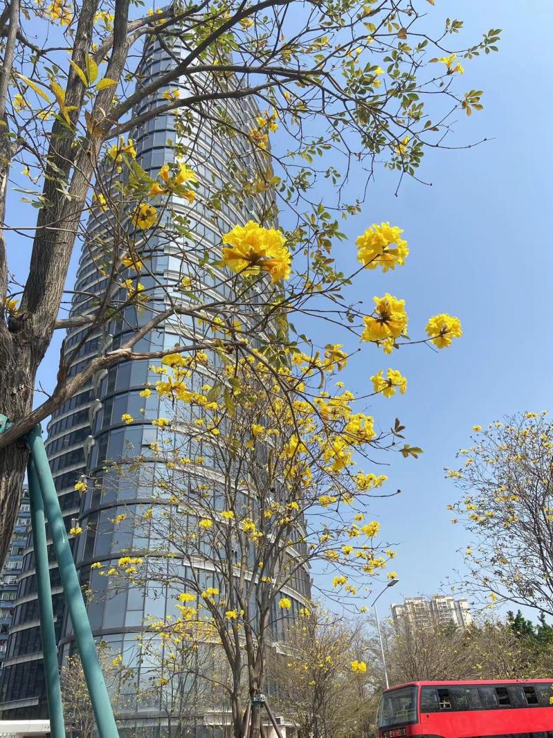 黄花风铃木