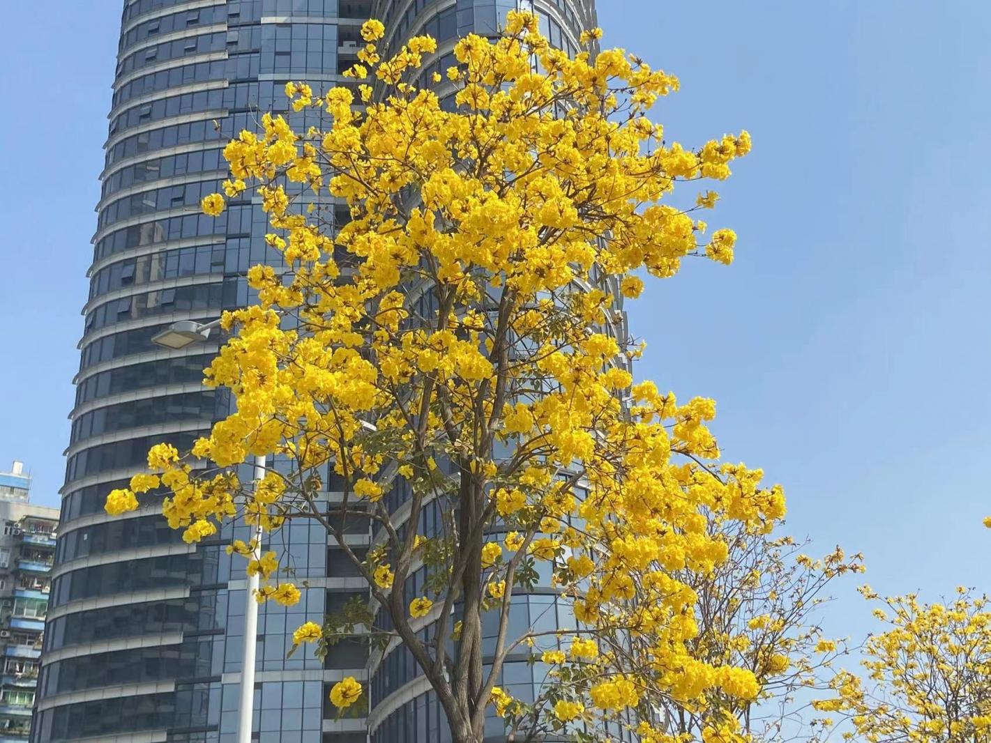 黄花风铃木