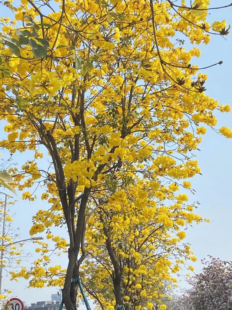 黄花风铃木