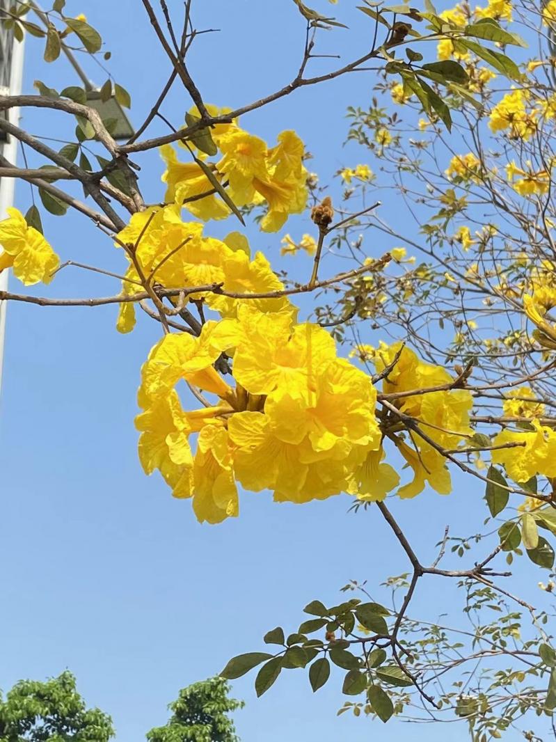 黄花风铃木