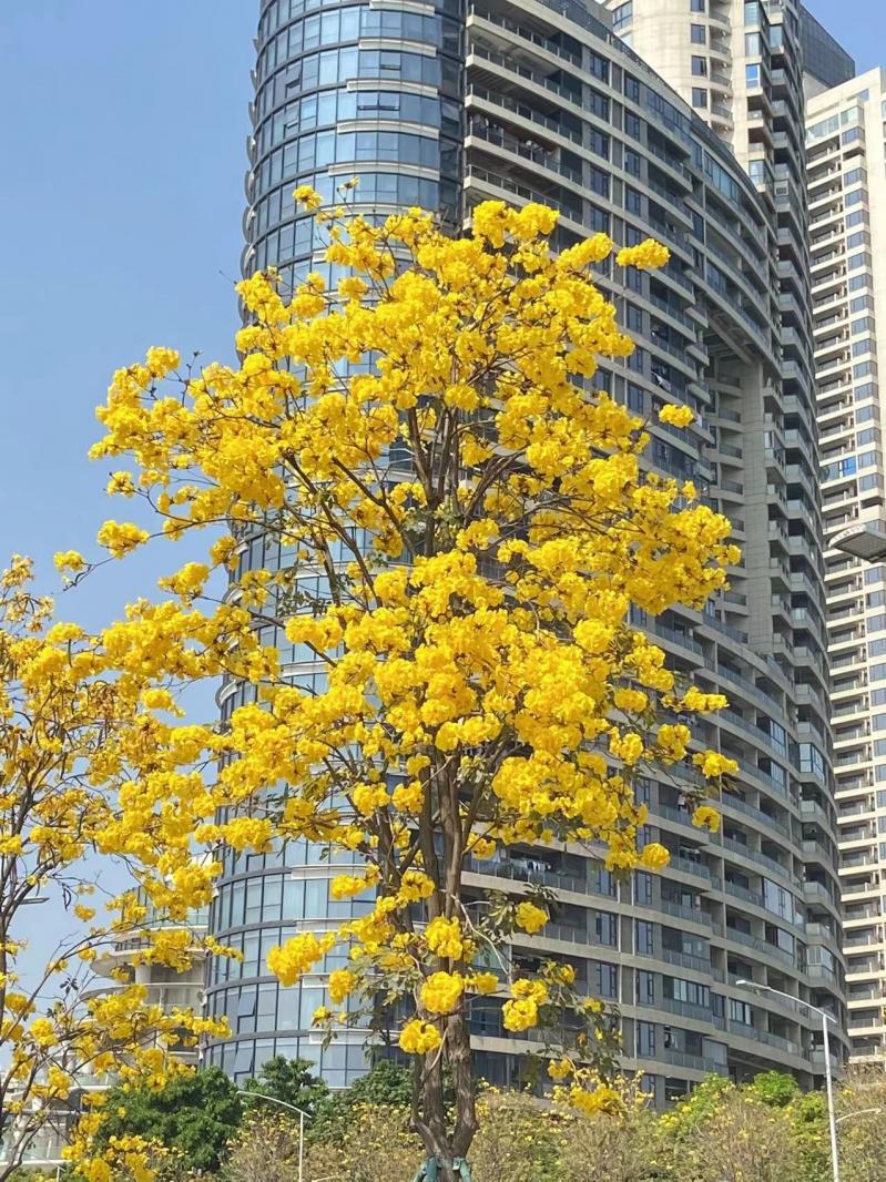 黄花风铃木