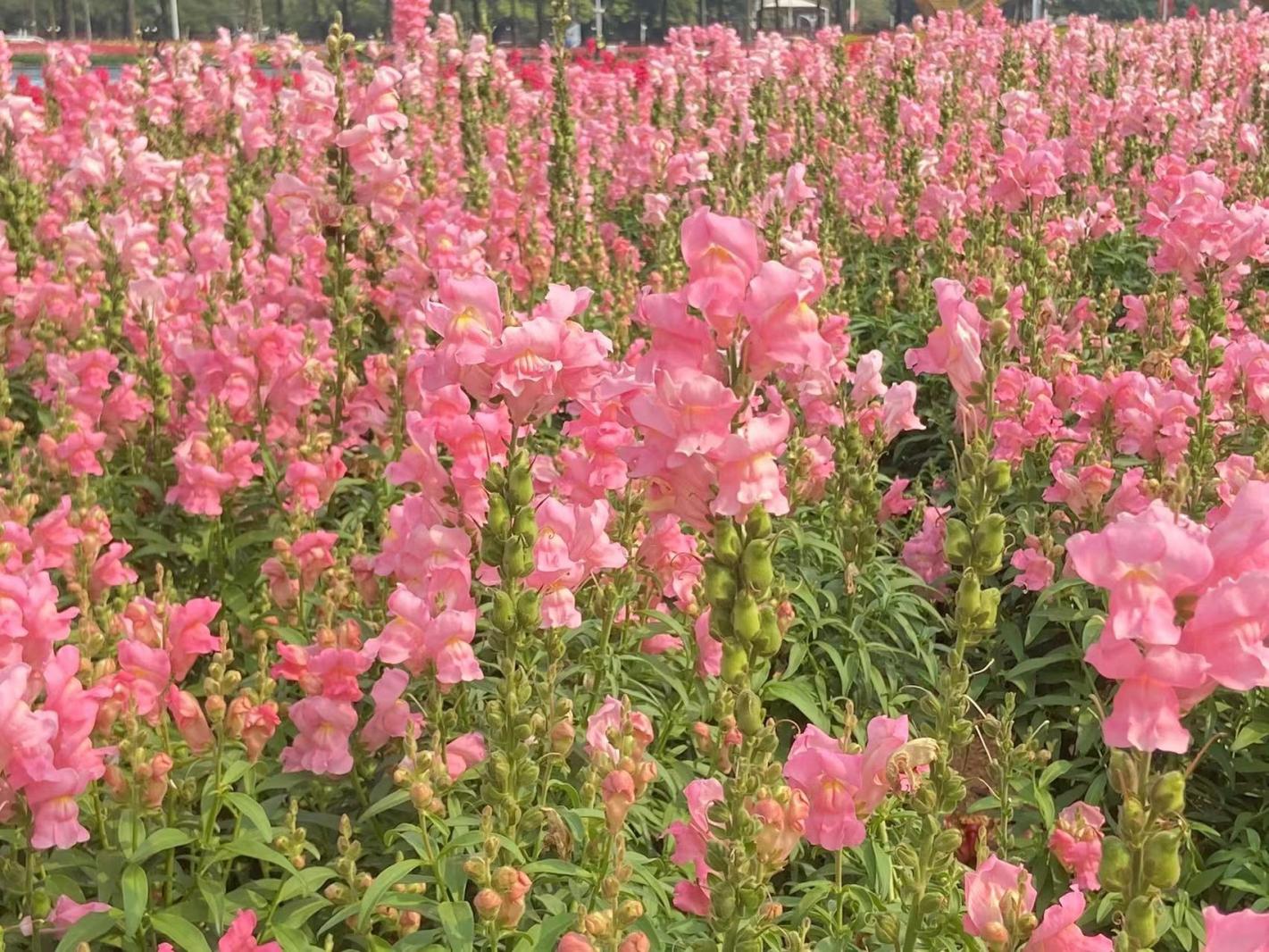 金鱼草