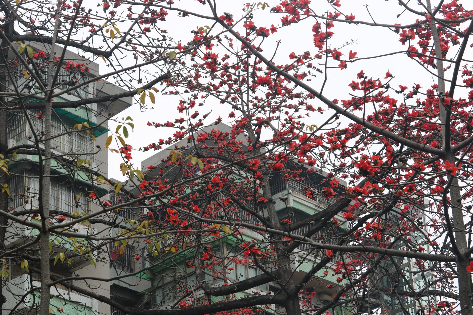 陵园西路木棉花