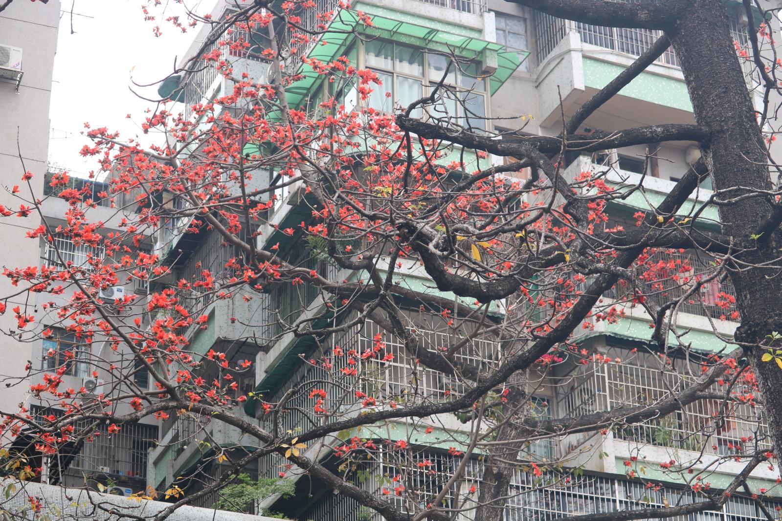 陵园西路木棉花