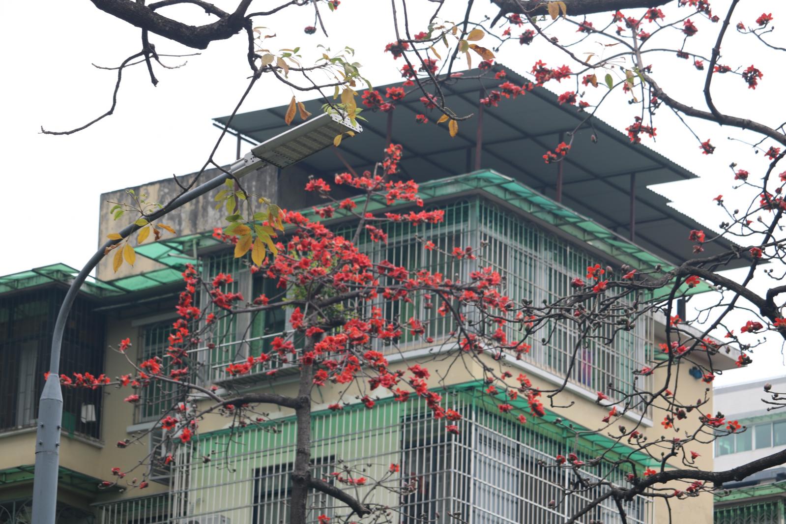陵园西路木棉花
