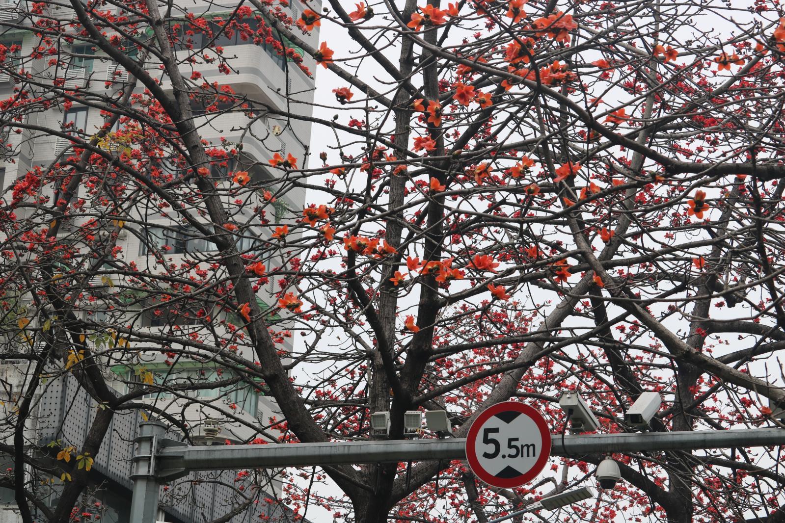 陵园西路木棉花