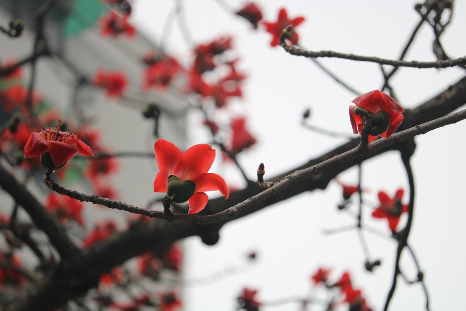 陵园西路木棉花