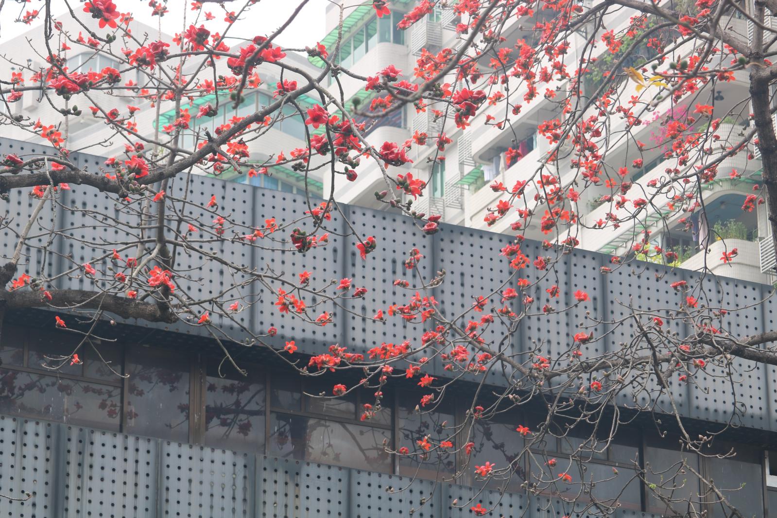 陵园西路木棉花