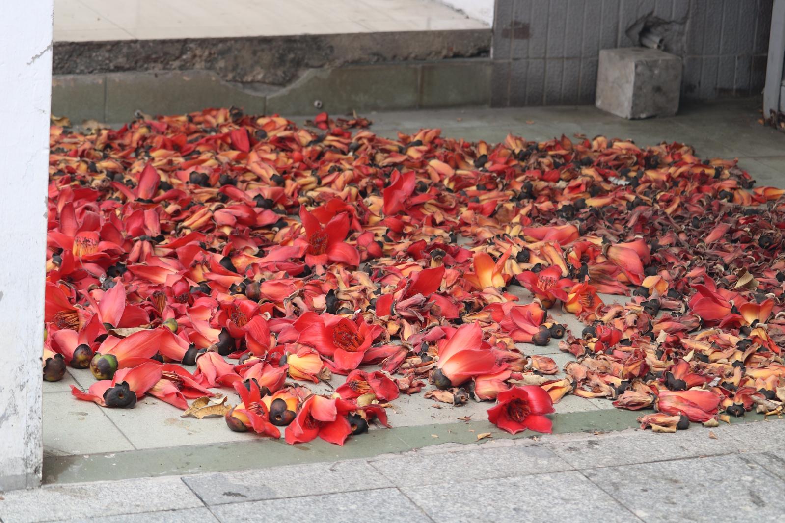 陵园西路木棉花