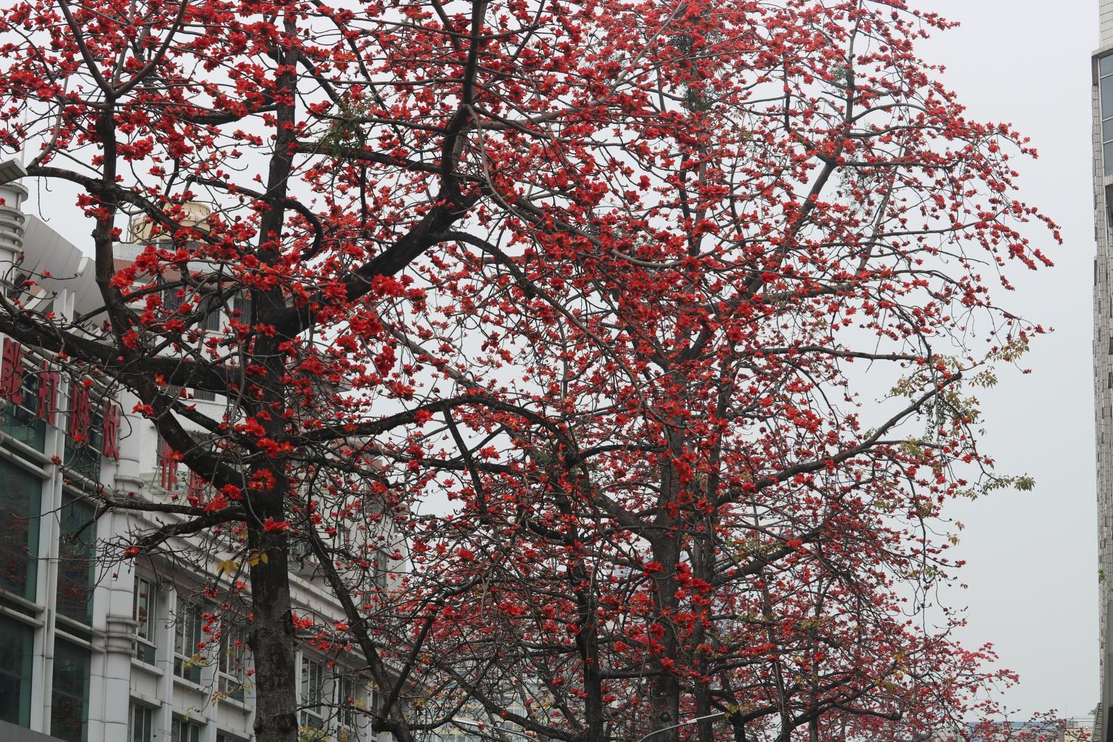 陵园西路木棉花