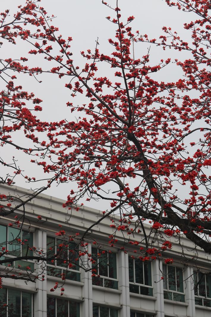 陵园西路木棉花