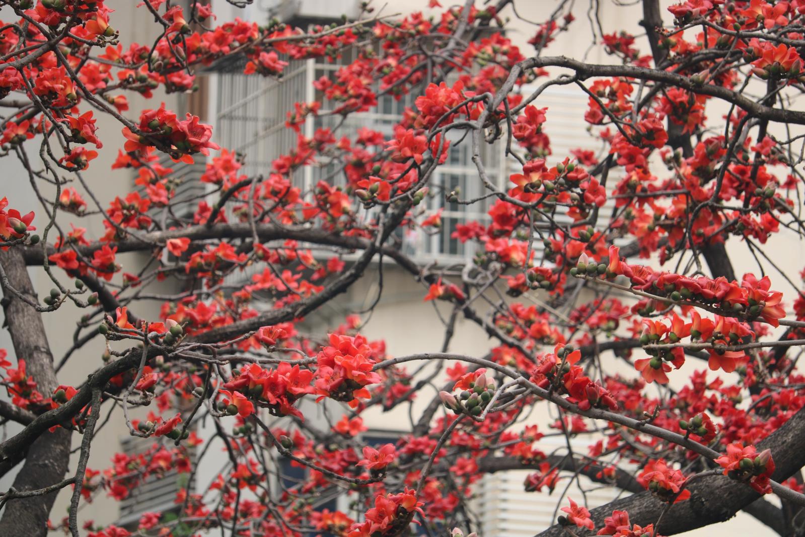 陵园西路木棉花