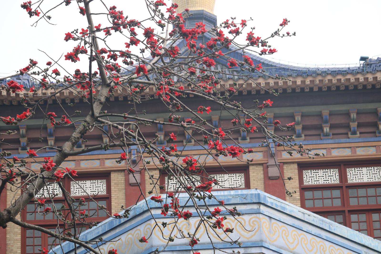 中山纪念堂木棉花