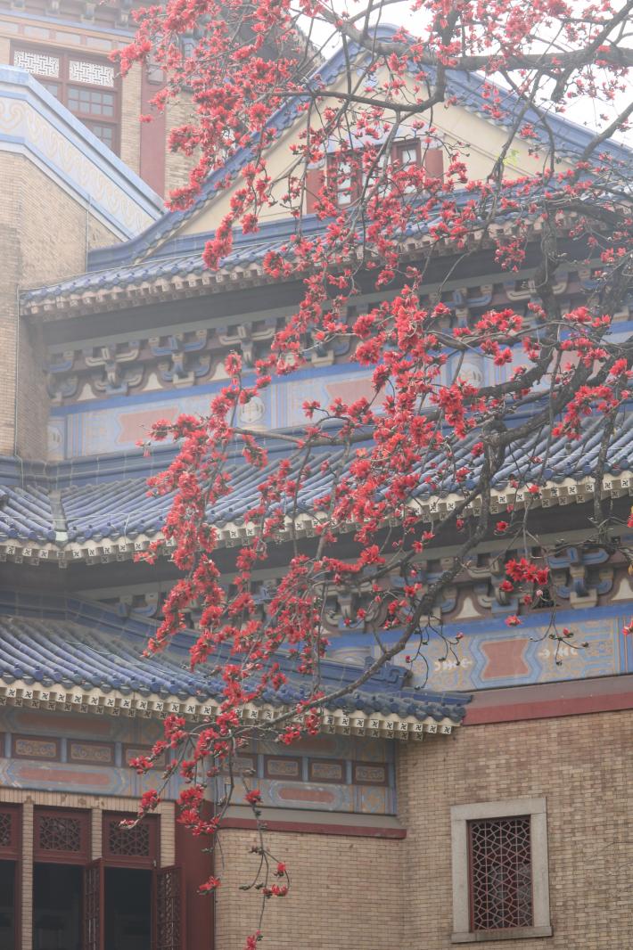 中山纪念堂木棉花