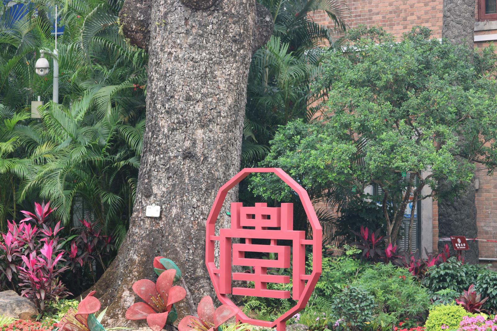 木棉王