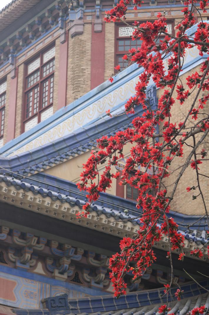 中山纪念堂木棉花