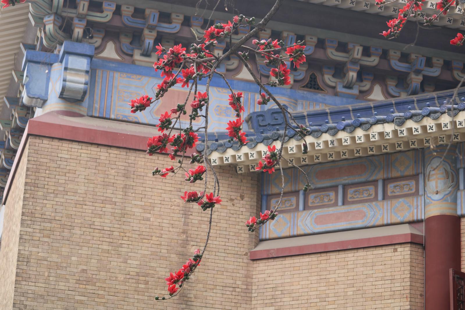 中山纪念堂木棉花