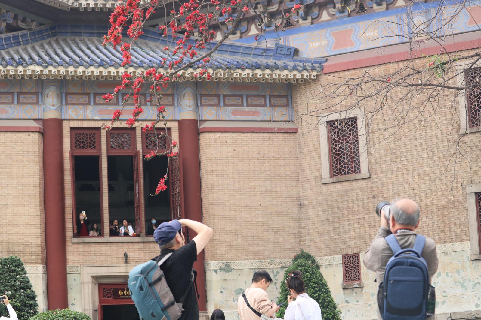 中山纪念堂木棉花