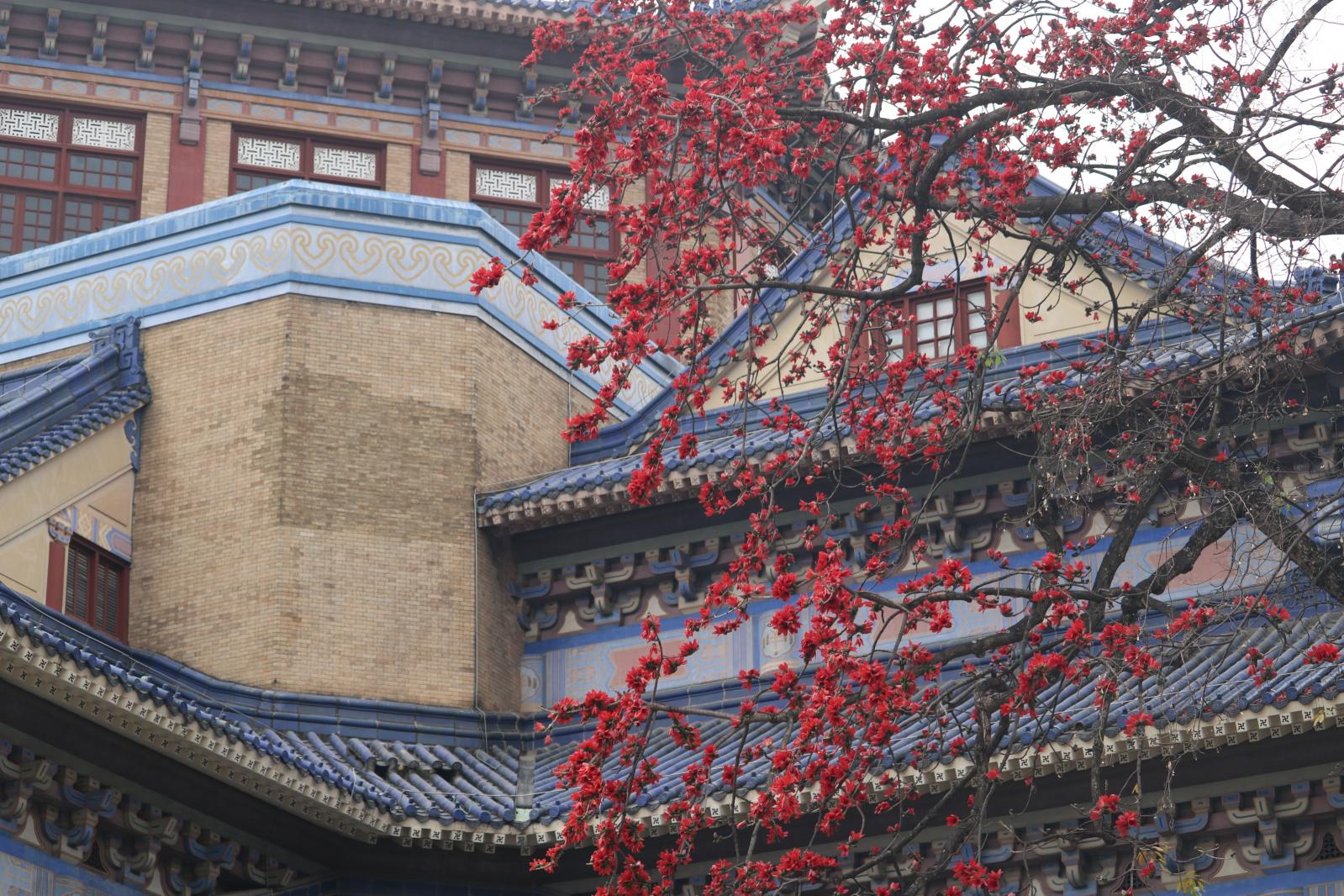 中山纪念堂木棉花