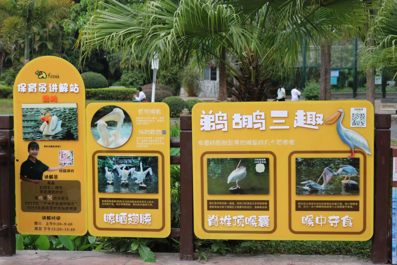 广州动物园-鹈鹕