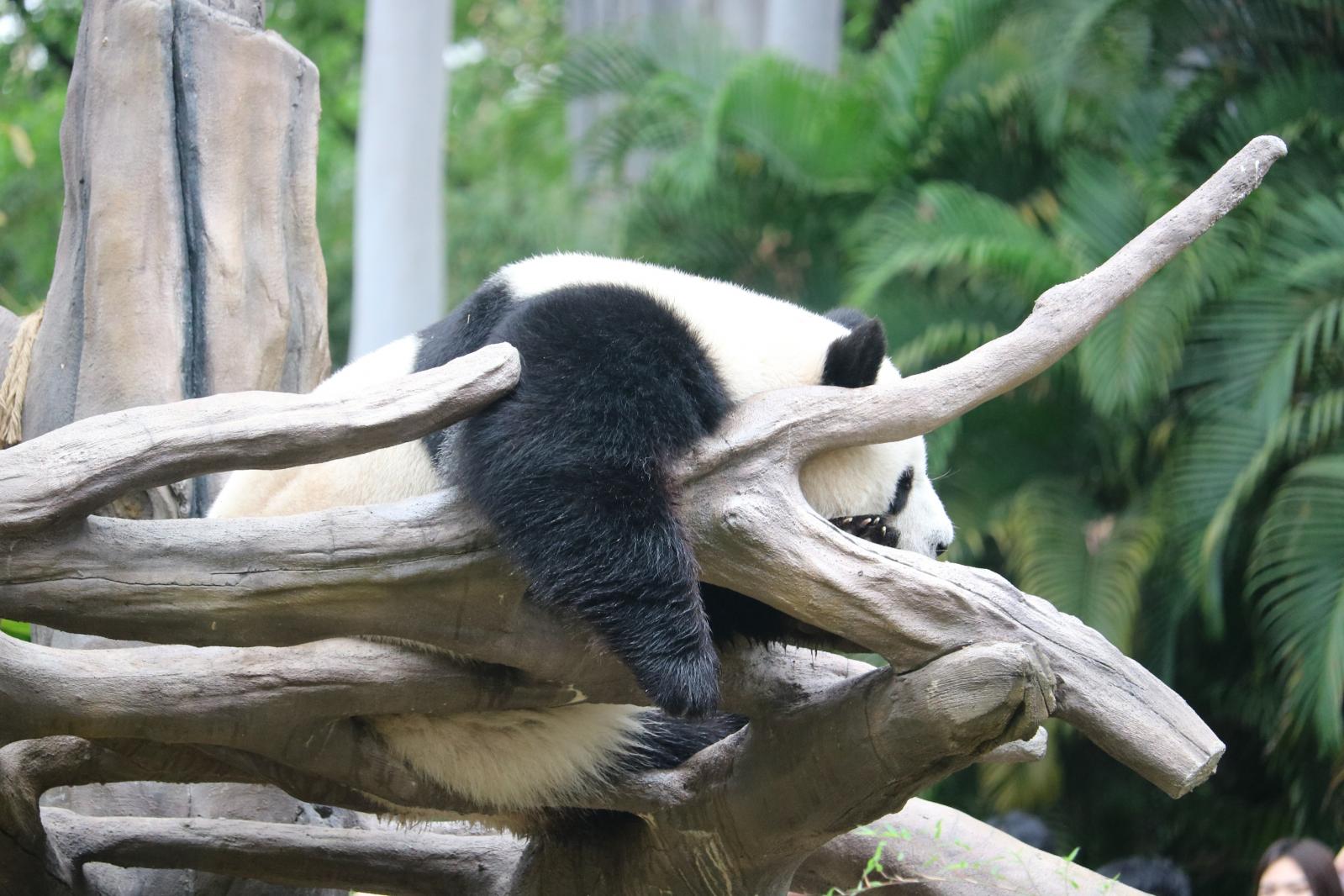 广州动物园熊猫-雅一