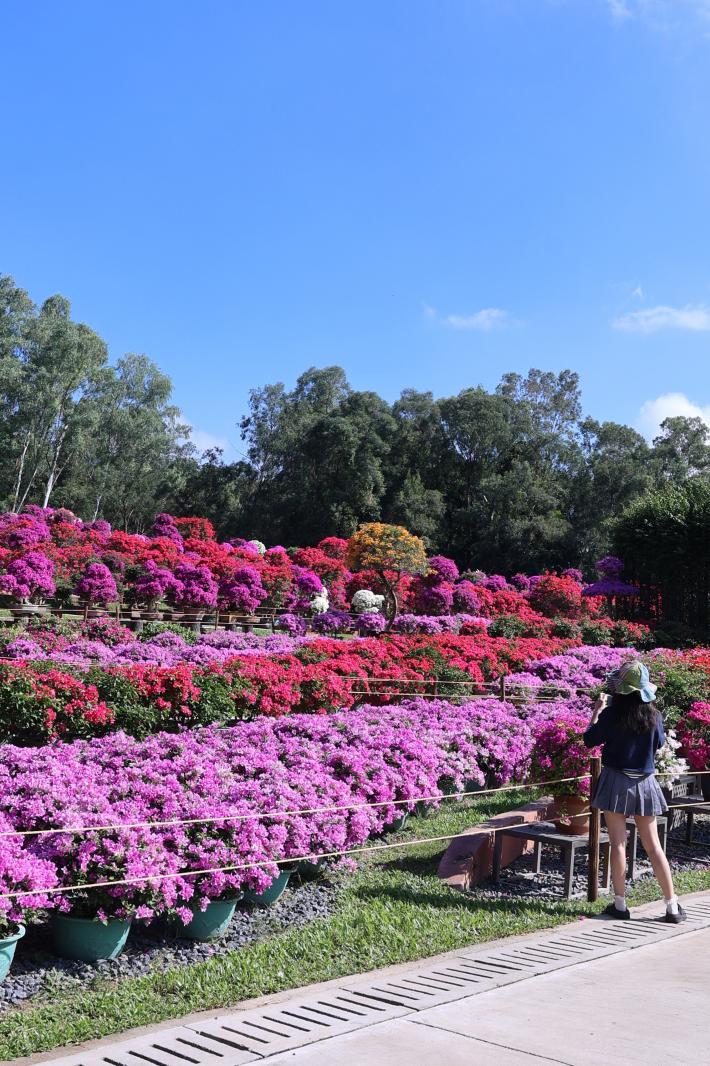 2025深圳簕杜鹃花展