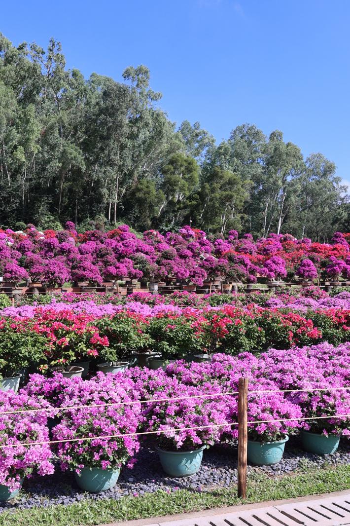 2025深圳簕杜鹃花展