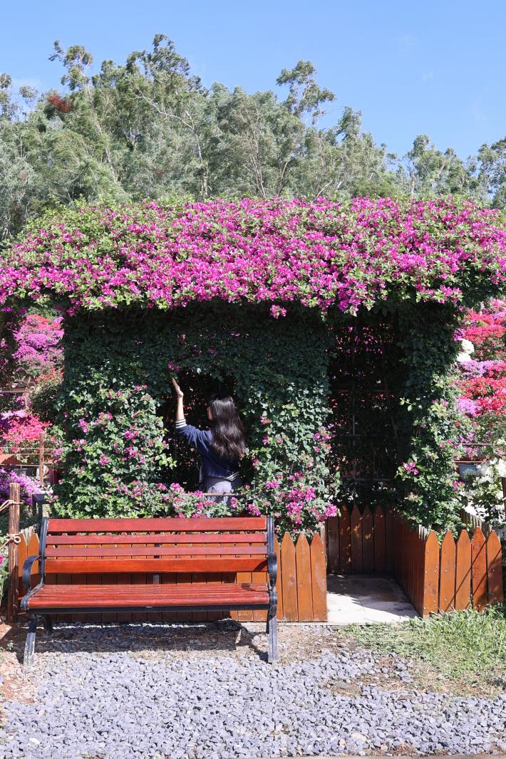 2025深圳簕杜鹃花展