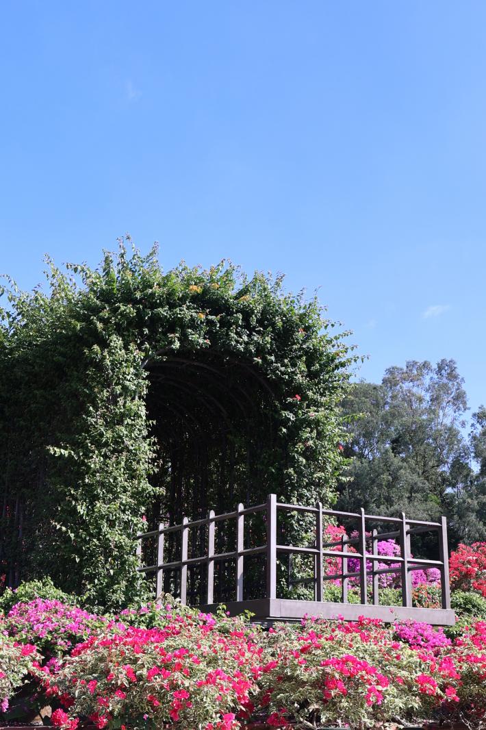 2025深圳簕杜鹃花展