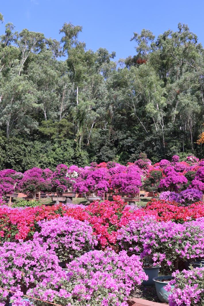 2025深圳簕杜鹃花展