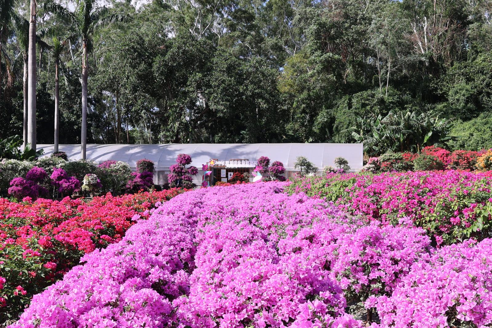 2025深圳簕杜鹃花展