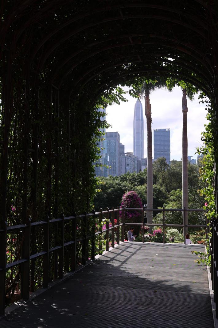 2025深圳簕杜鹃花展