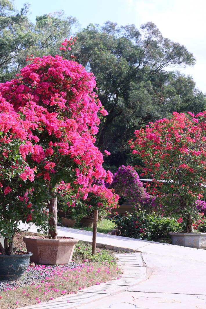 2025深圳簕杜鹃花展