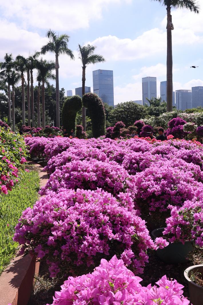 2025深圳簕杜鹃花展