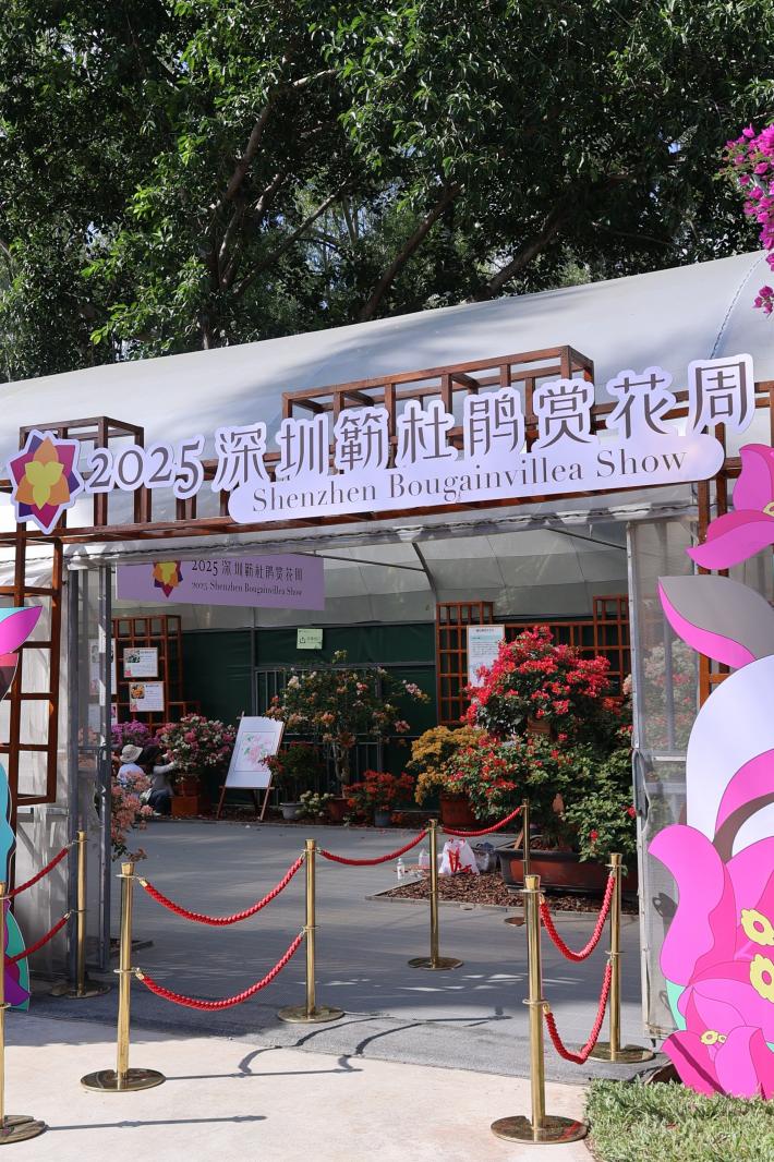 2025深圳簕杜鹃花展