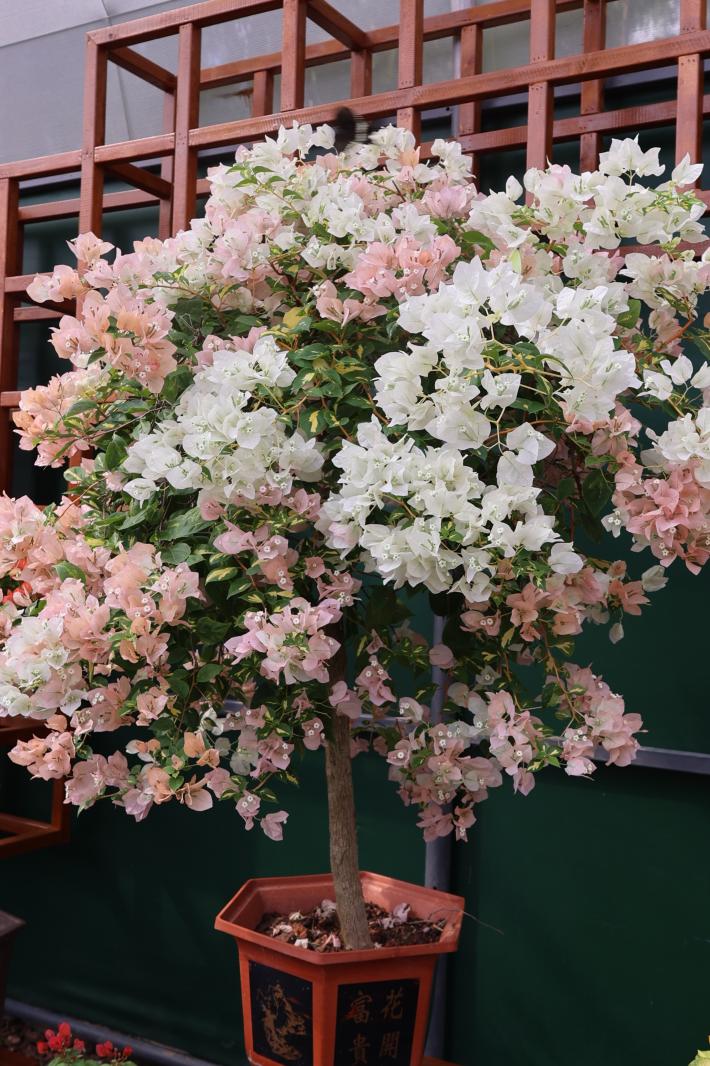 2025深圳簕杜鹃花展