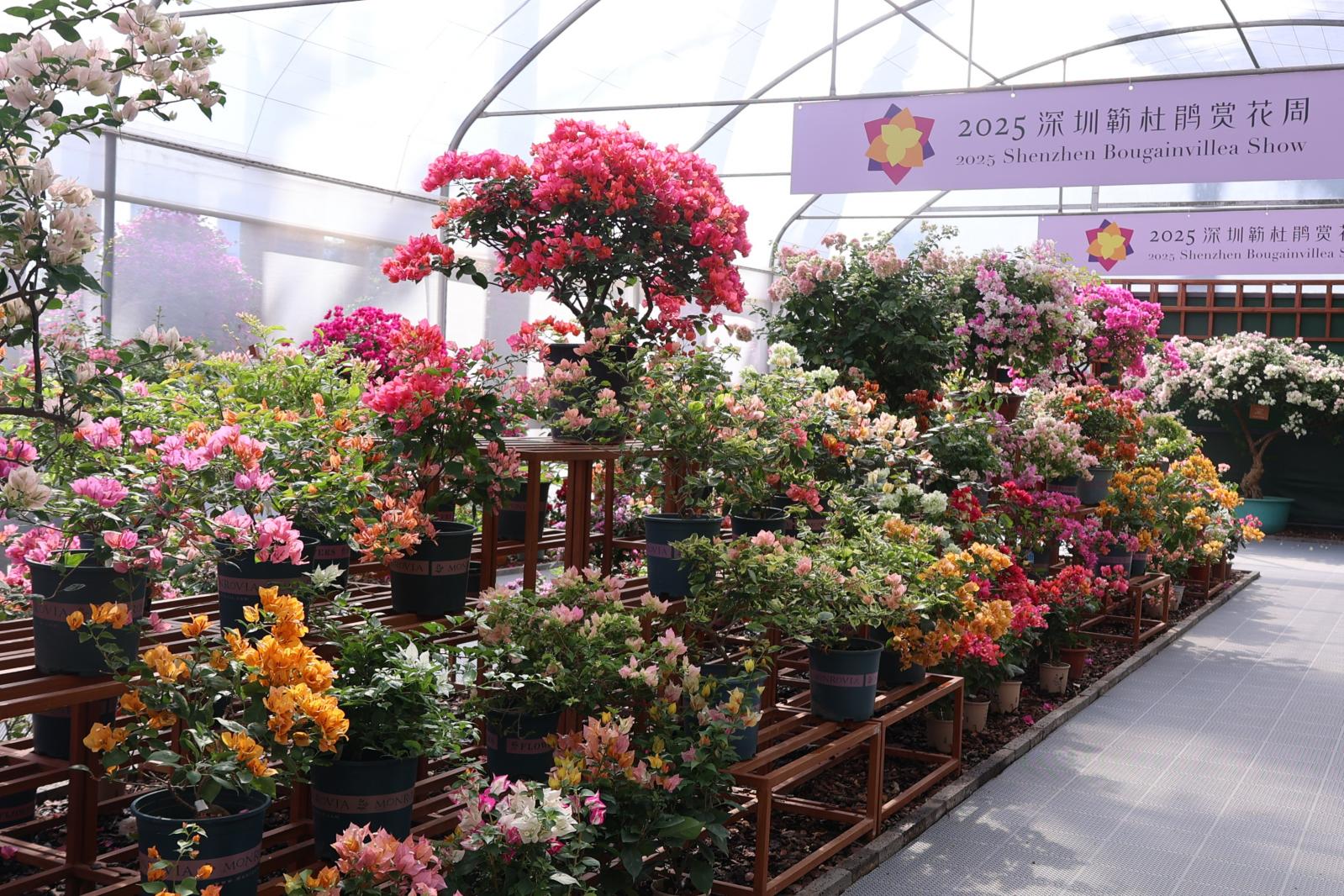 2025深圳簕杜鹃花展
