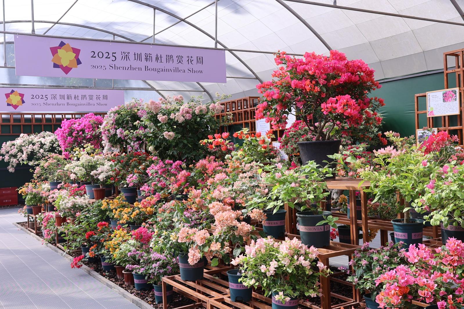 2025深圳簕杜鹃花展