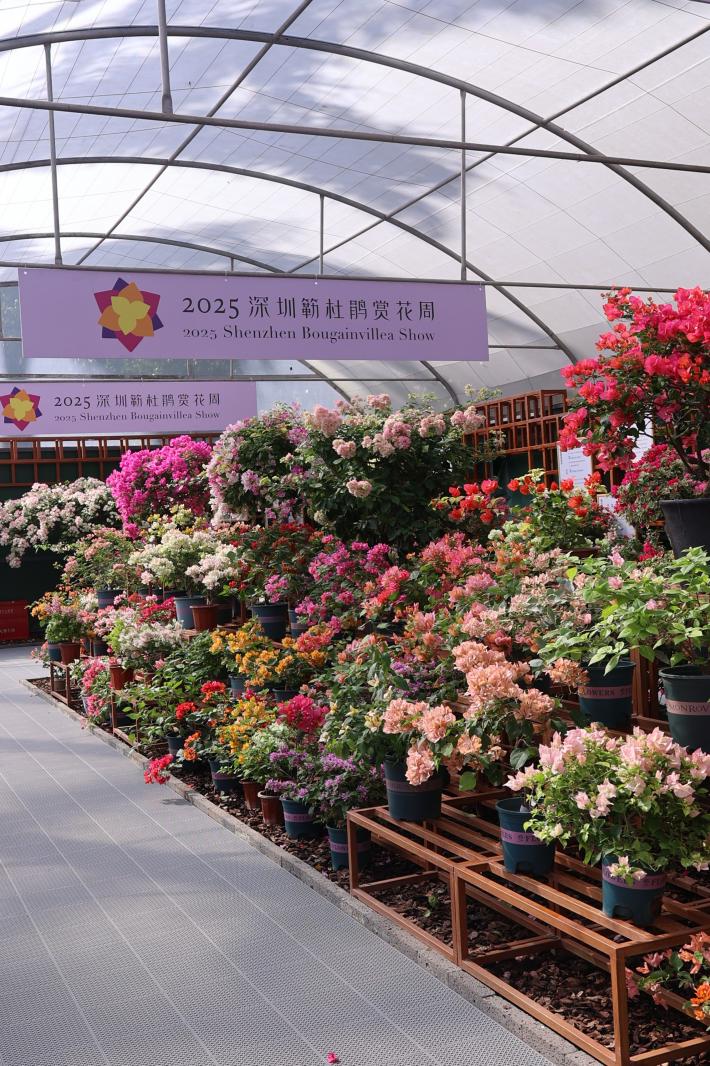 2025深圳簕杜鹃花展