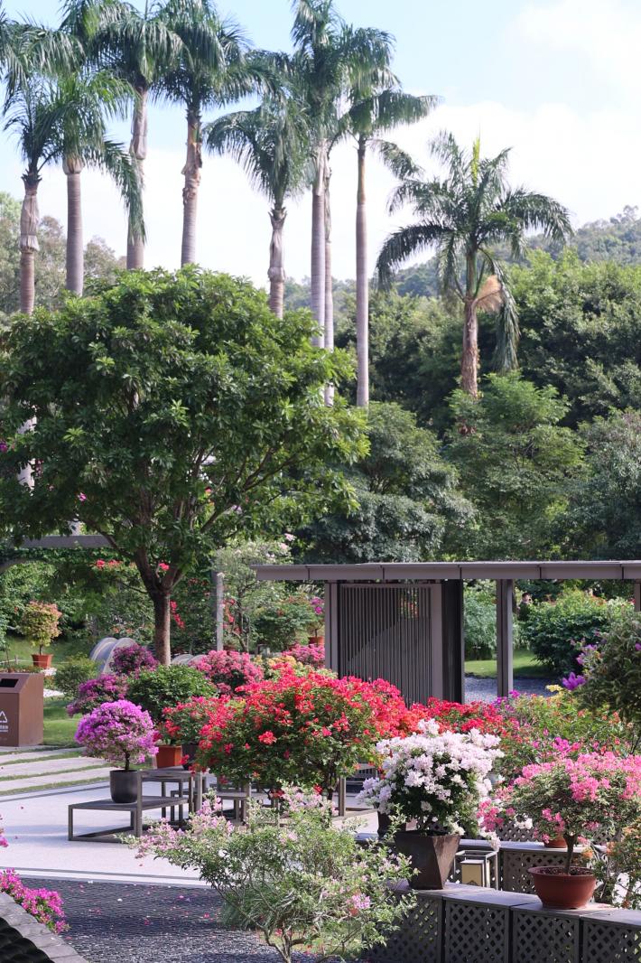 2025深圳簕杜鹃花展