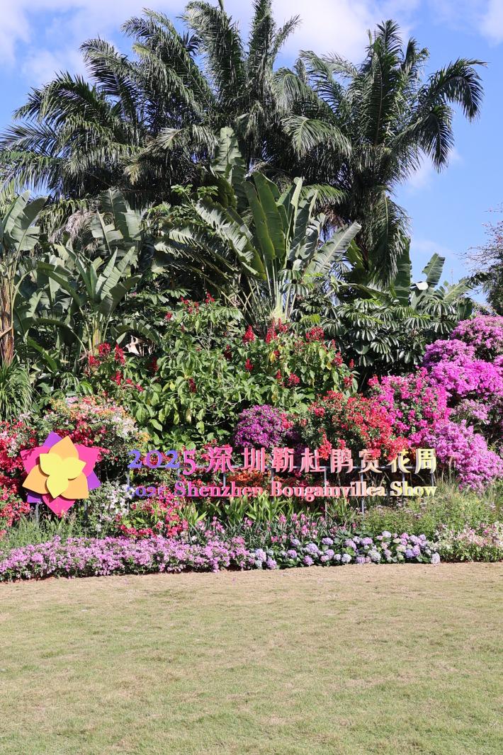 2025深圳簕杜鹃花展