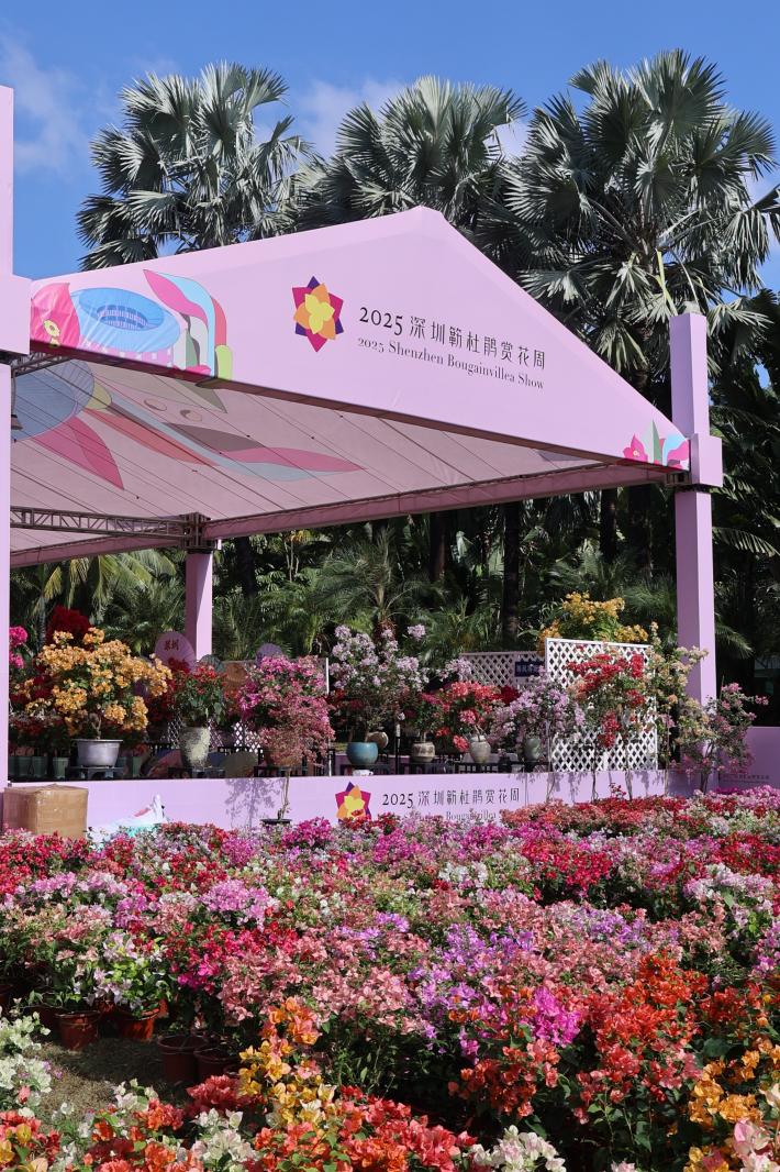 2025深圳簕杜鹃花展