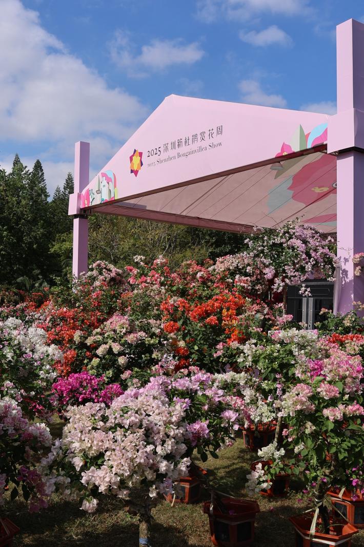 2025深圳簕杜鹃花展