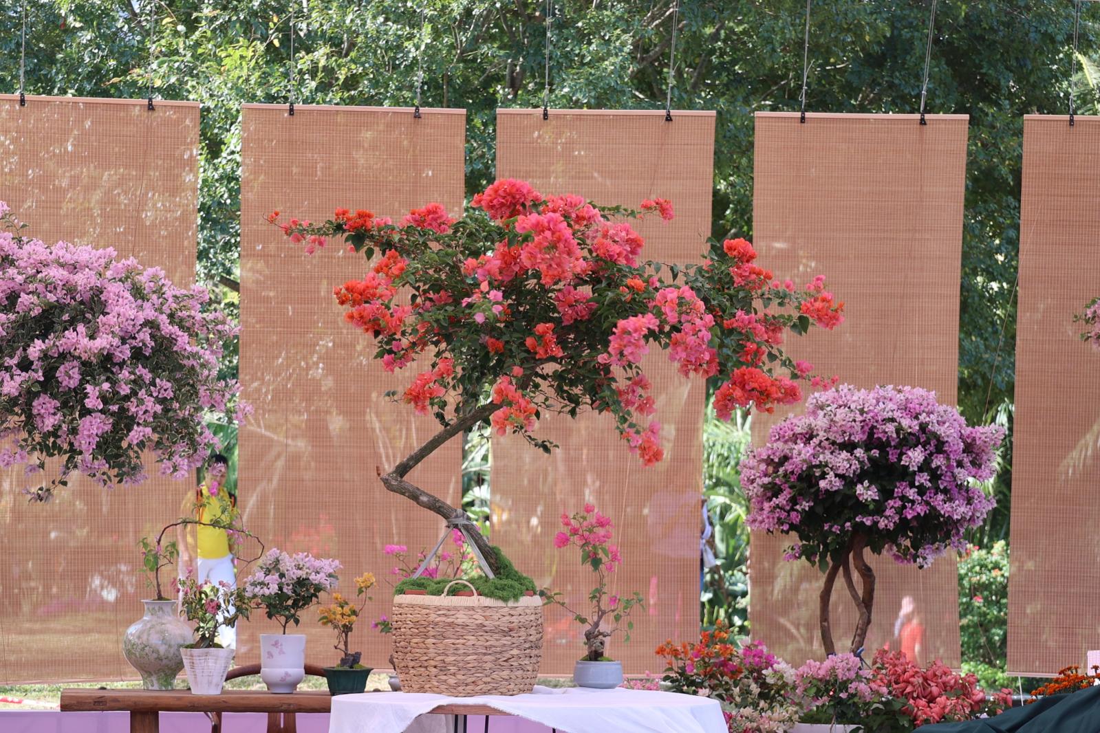 2025深圳簕杜鹃花展