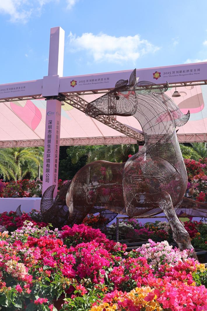 2025深圳簕杜鹃花展