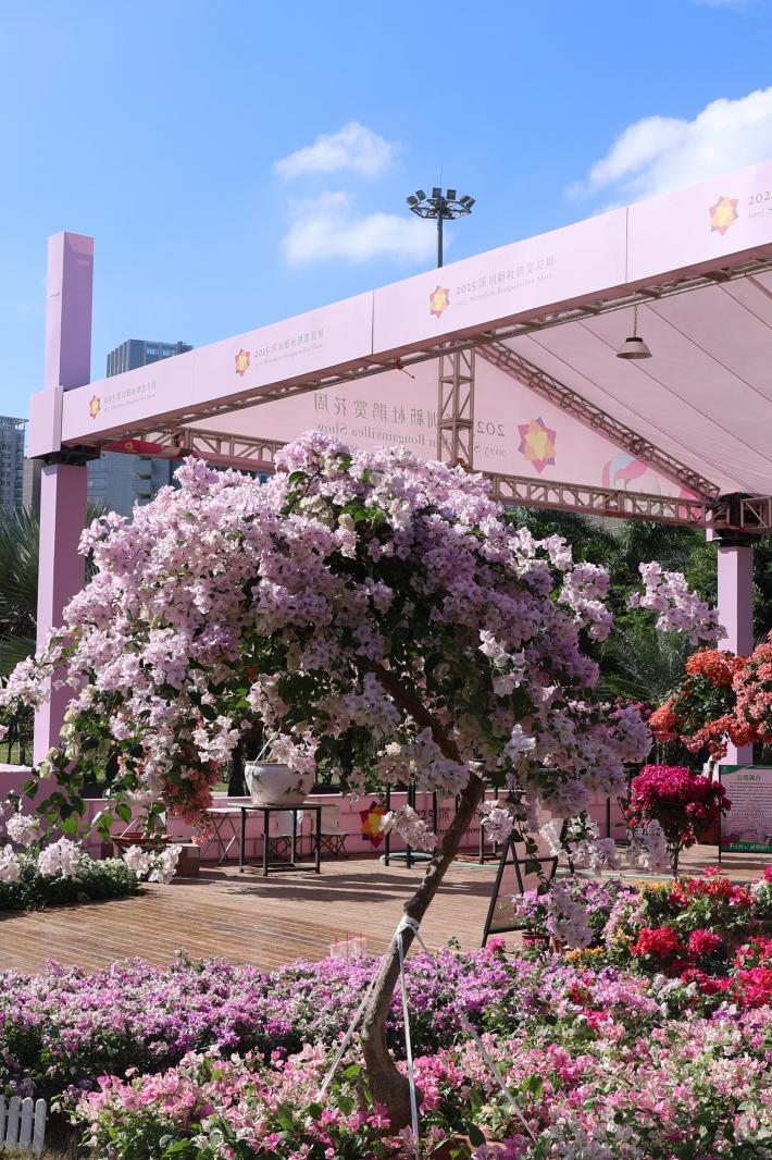 2025深圳簕杜鹃花展